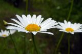 Leucanthemum vulgare