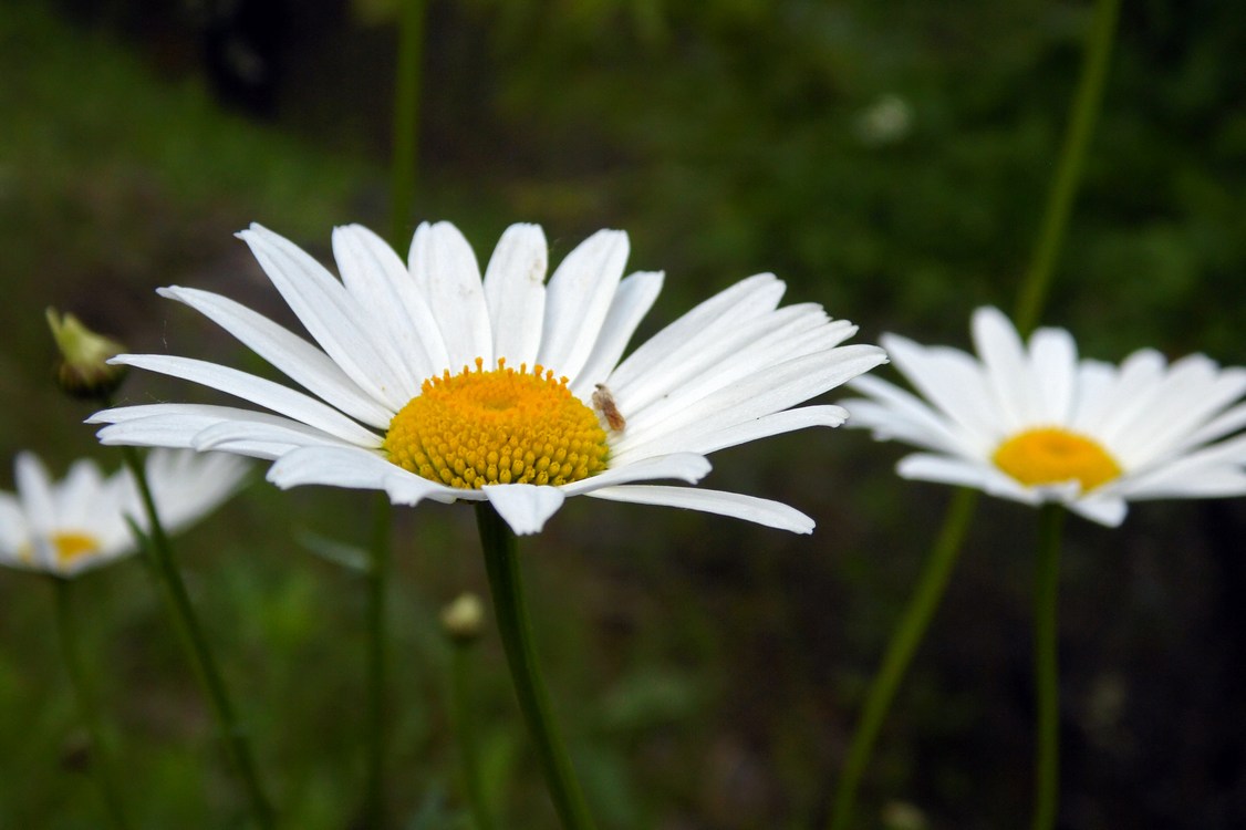 Image of Leucanthemum vulgare specimen.