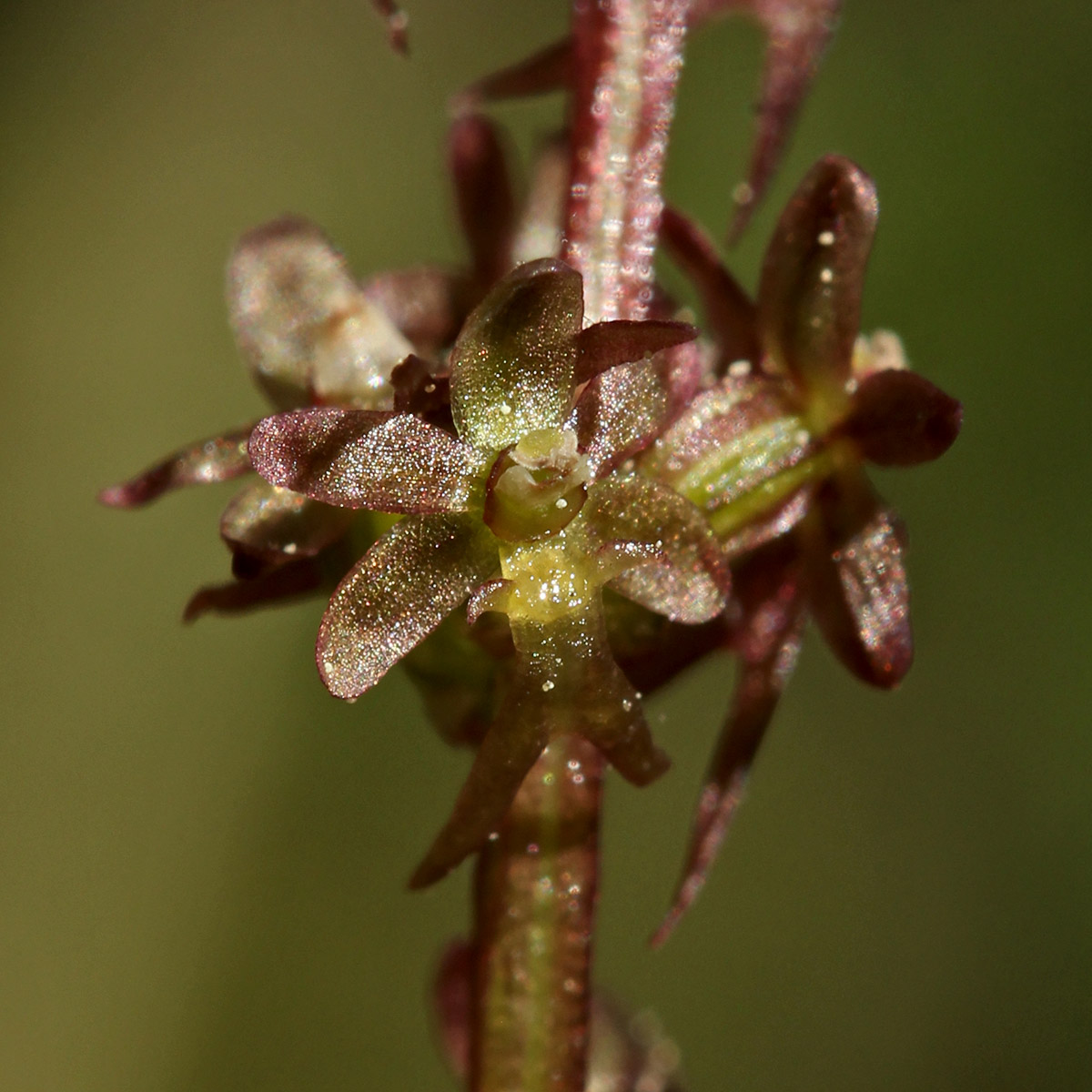 Изображение особи Listera cordata.