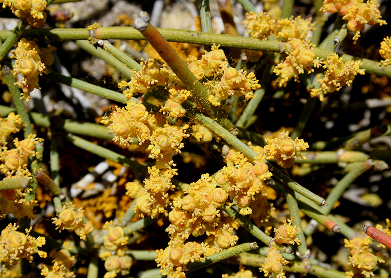 Image of Ephedra distachya specimen.