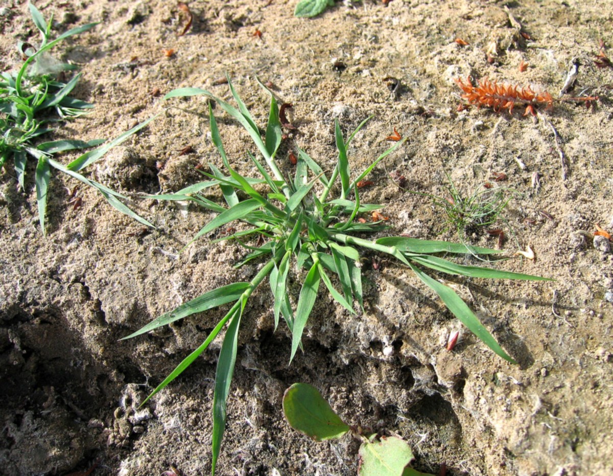 Image of genus Crypsis specimen.