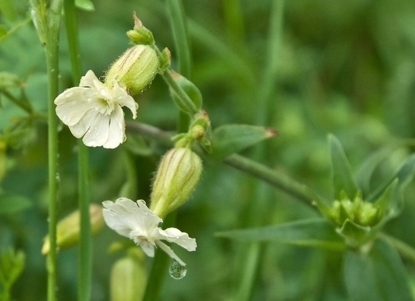 Image of Melandrium latifolium specimen.