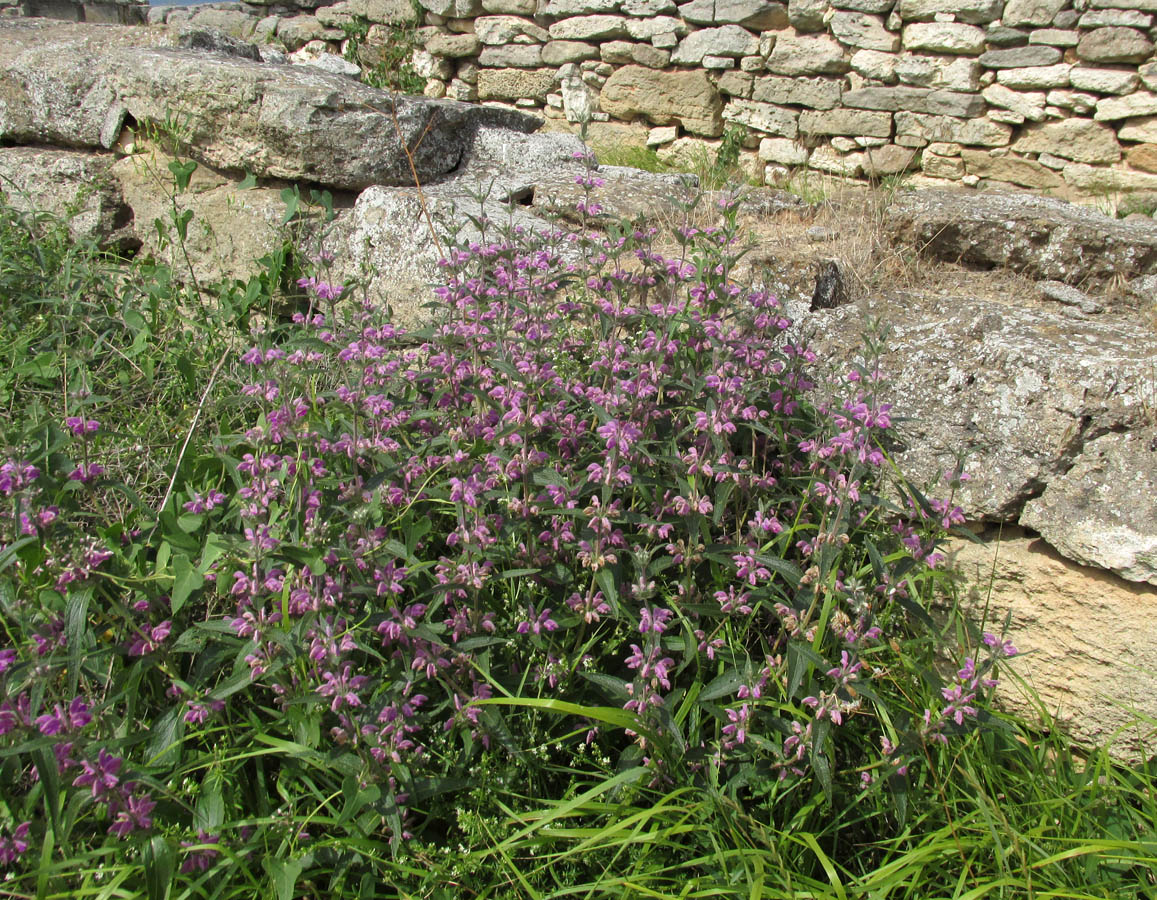 Image of Phlomis pungens specimen.