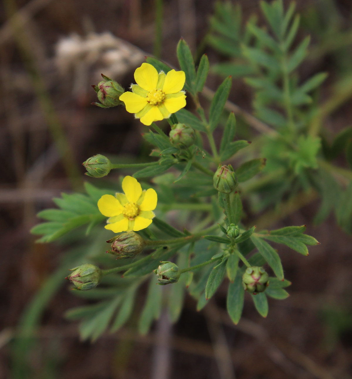 Изображение особи Potentilla bifurca.