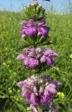 Phlomoides hybrida. Часть соцветия. Крым, Тарханкутский п-ов, балка Большой Кастель, дно балки с рудеральной растительностью на месте бывшего палаточного лагеря. 27 июня 2016 г.