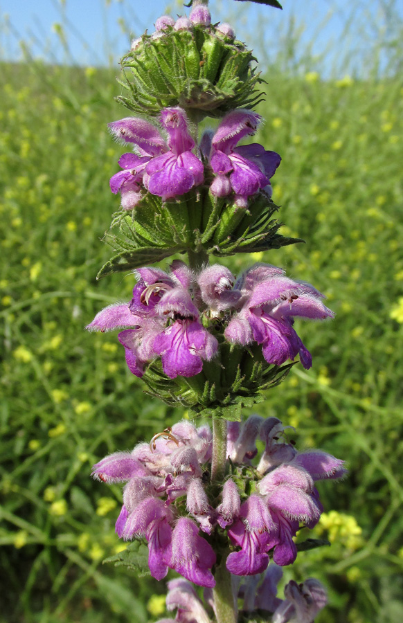 Изображение особи Phlomoides hybrida.