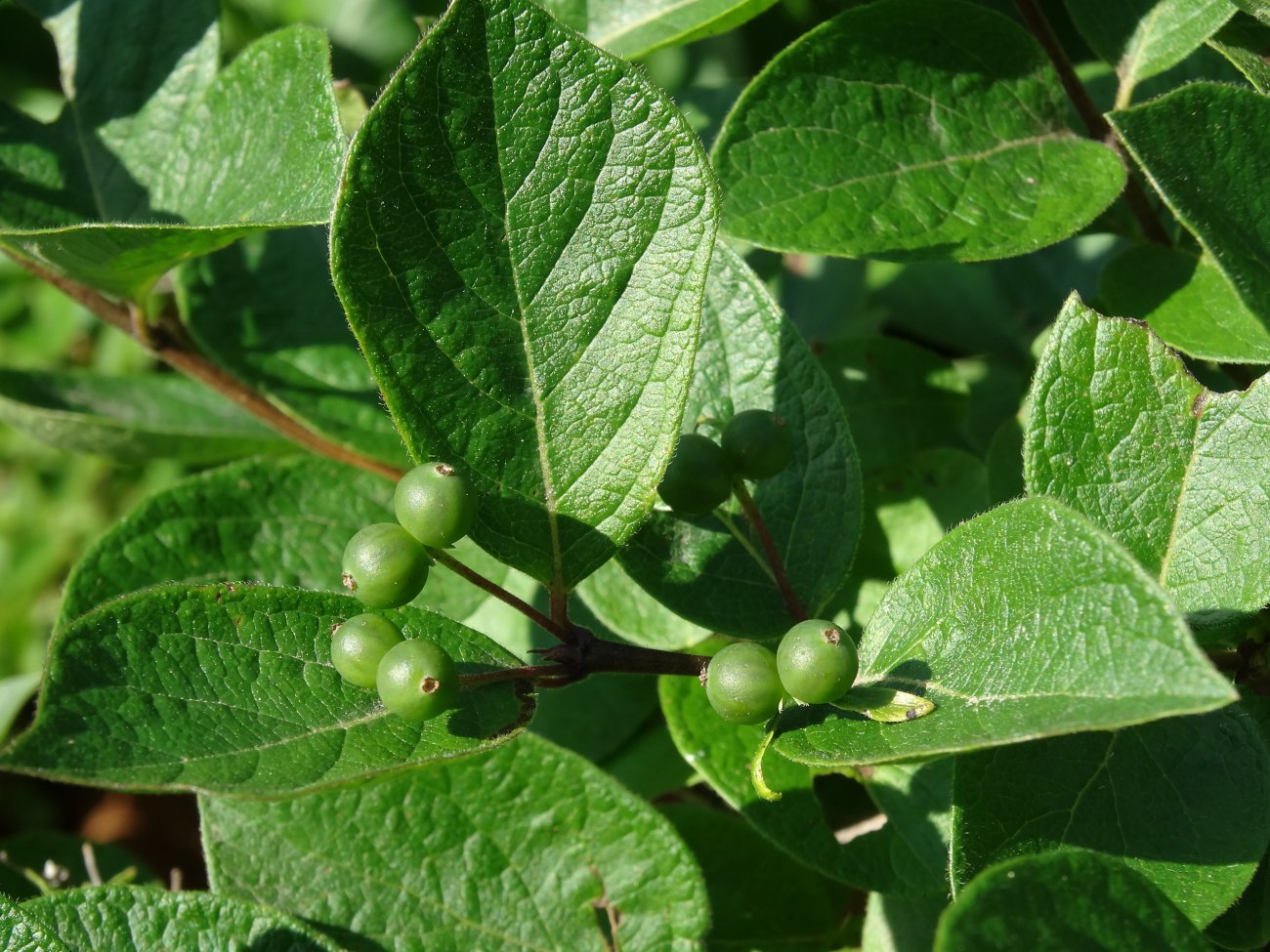 Image of Lonicera ruprechtiana specimen.