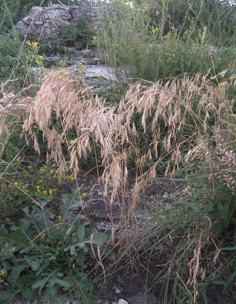 Изображение особи Bromus japonicus.