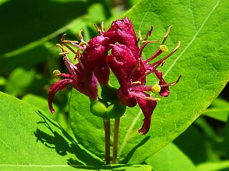 Image of Lonicera chamissoi specimen.