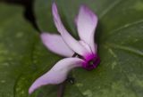 Cyclamen repandum подвид peloponnesiacum. Цветок и часть листа с притаившимся насекомым. Греция, Пелопоннес, Мессения, влажный лес возле ущелья Фарангаки Перистерия. 29.03.2015.