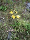 genus Hieracium. Цветущее растение. Кольский п-ов, Восточный Мурман, Дальние Зеленцы, южный берег губы Дальнезеленецкая, песчано-валунно-гравийная насыпь над водоводом. 18.08.2016.