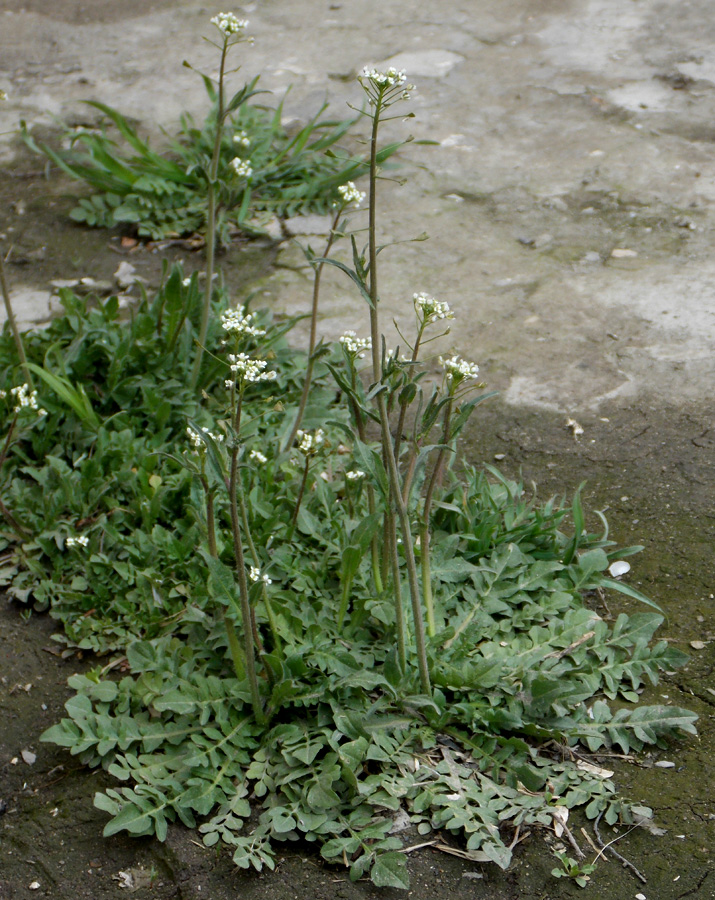 Изображение особи Capsella bursa-pastoris.