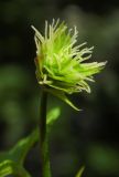 Humulus lupulus