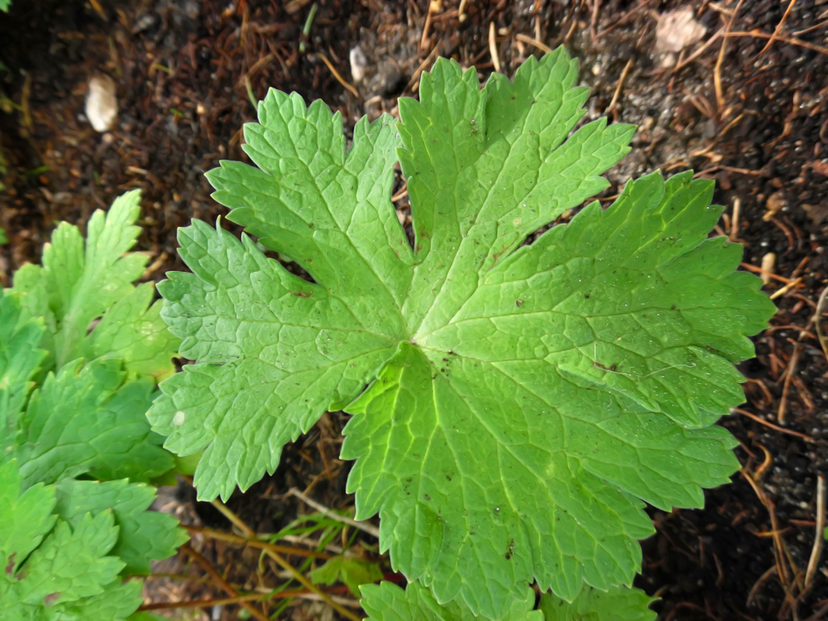 Изображение особи Geranium phaeum.