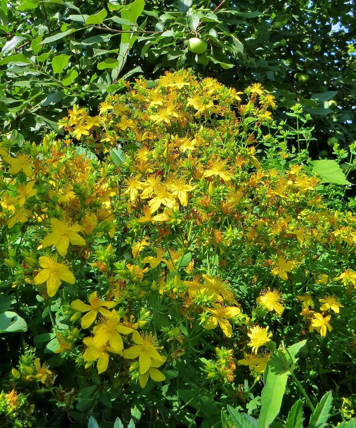 Image of Hypericum perforatum specimen.