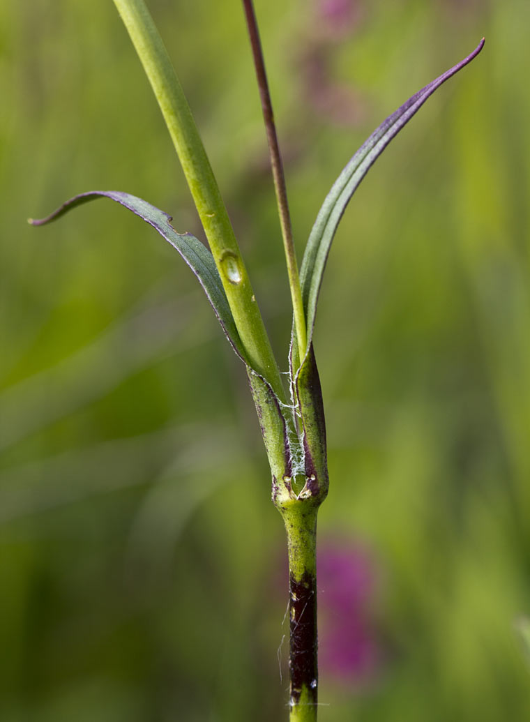 Image of Viscaria vulgaris specimen.