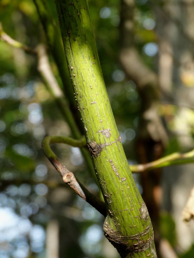 Image of Acer tegmentosum specimen.