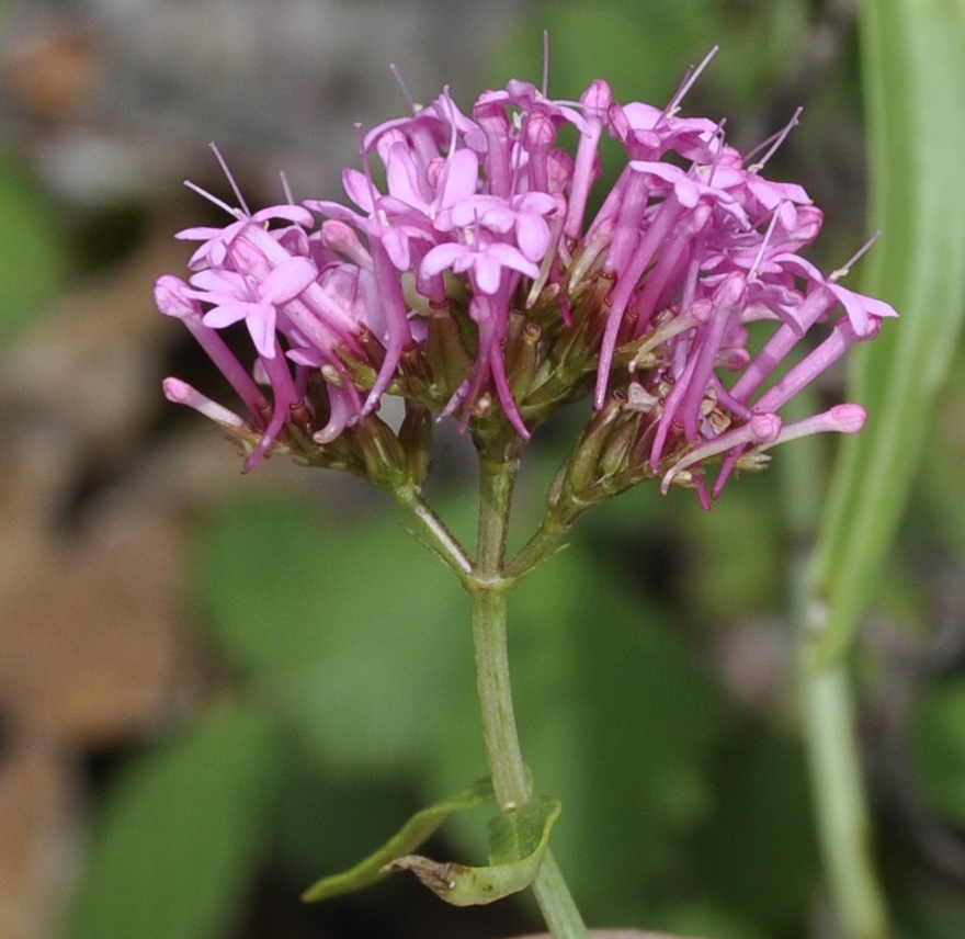 Изображение особи Centranthus ruber.