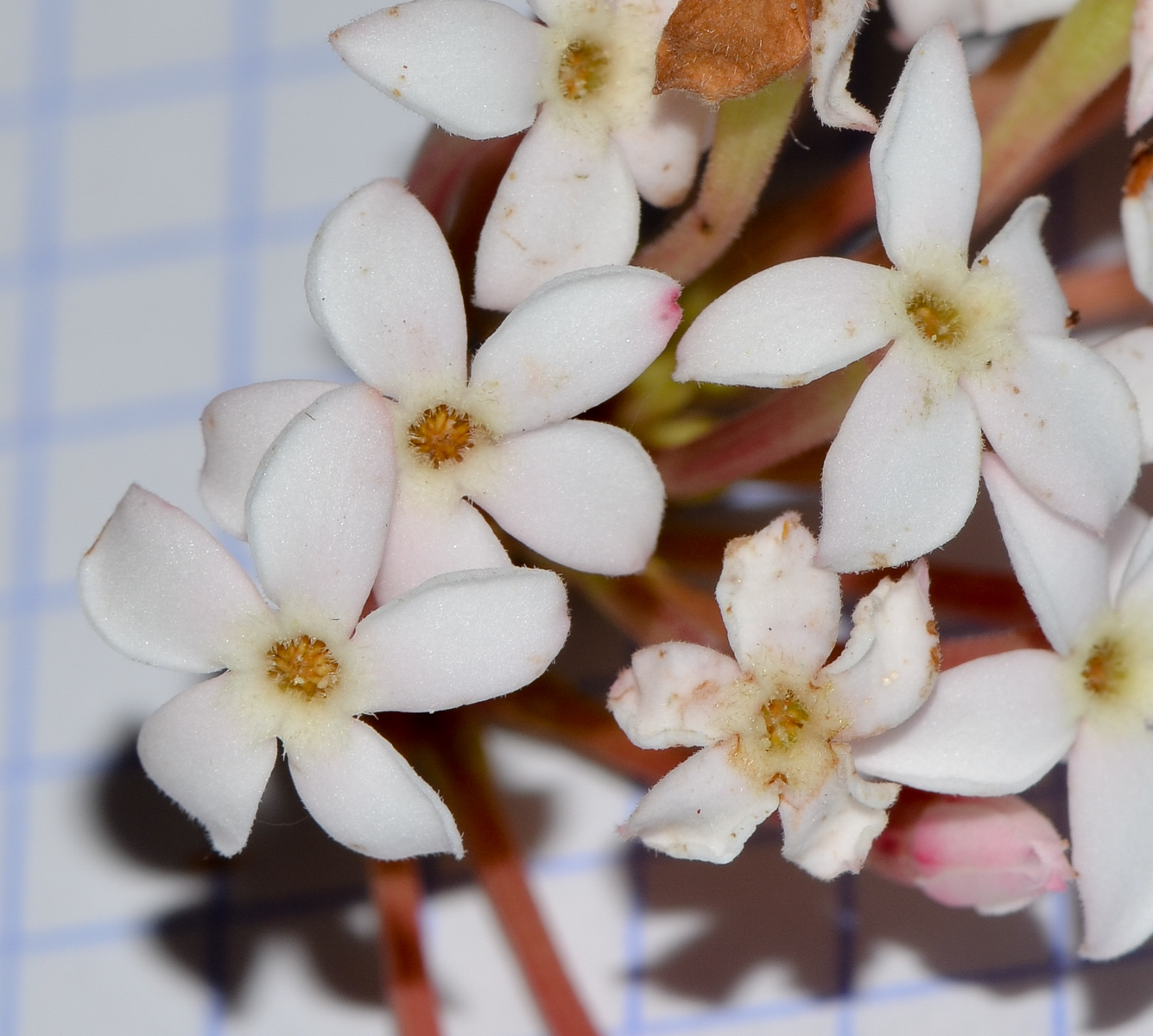 Image of Acokanthera oblongifolia specimen.