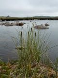 Carex rotundata