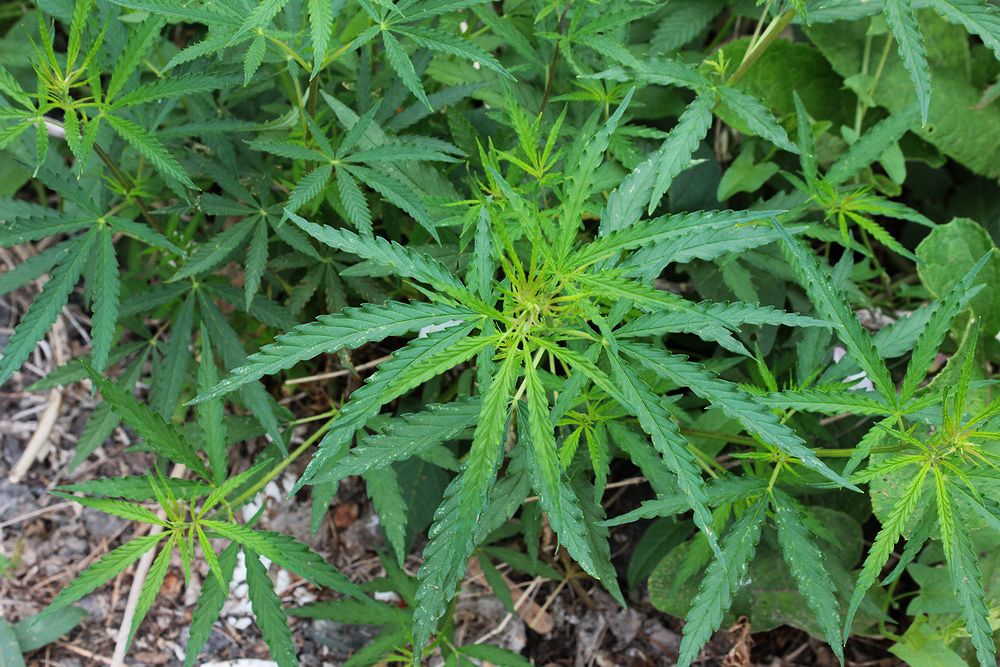 Image of Cannabis sativa var. spontanea specimen.