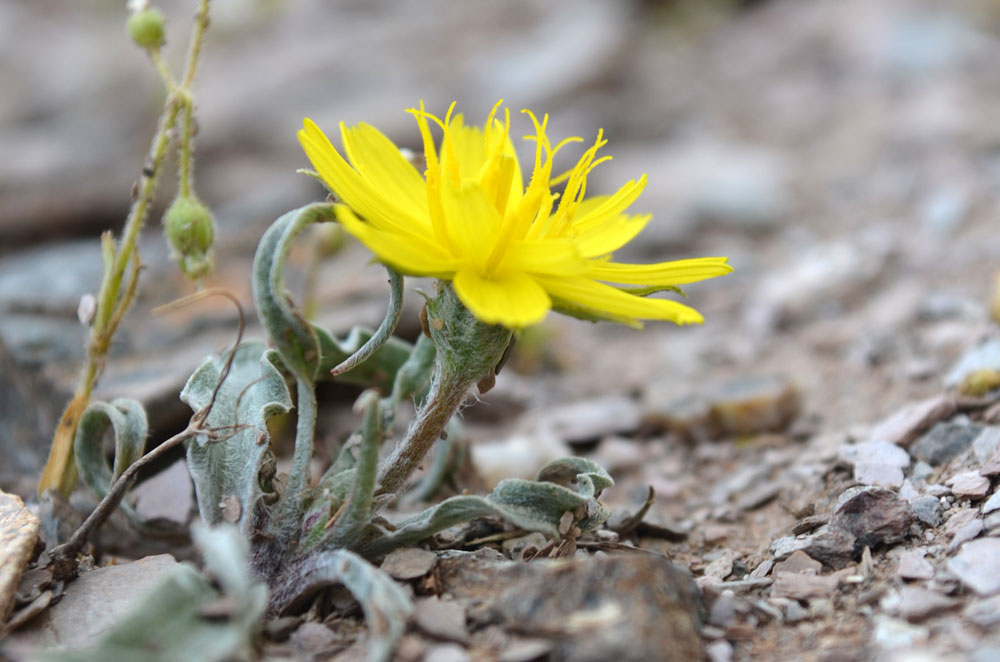 Image of Scorzonera circumflexa specimen.