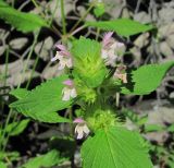 Galeopsis bifida. Верхушка цветущего растения. Краснодарский край, Сочи, окр. Красной Поляны, у дороги. 01.08.2016.