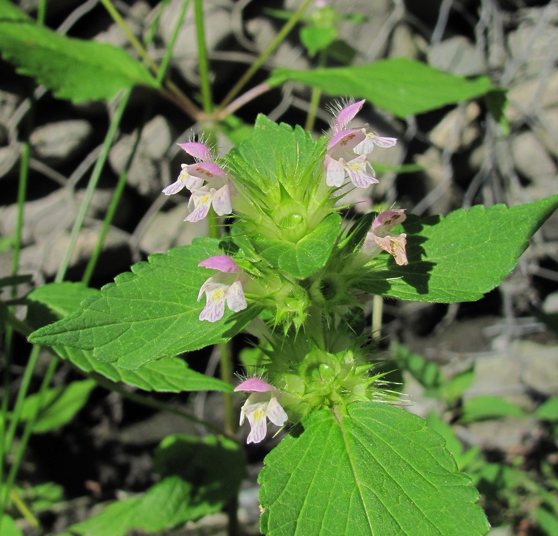 Изображение особи Galeopsis bifida.