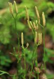 Diphasiastrum complanatum