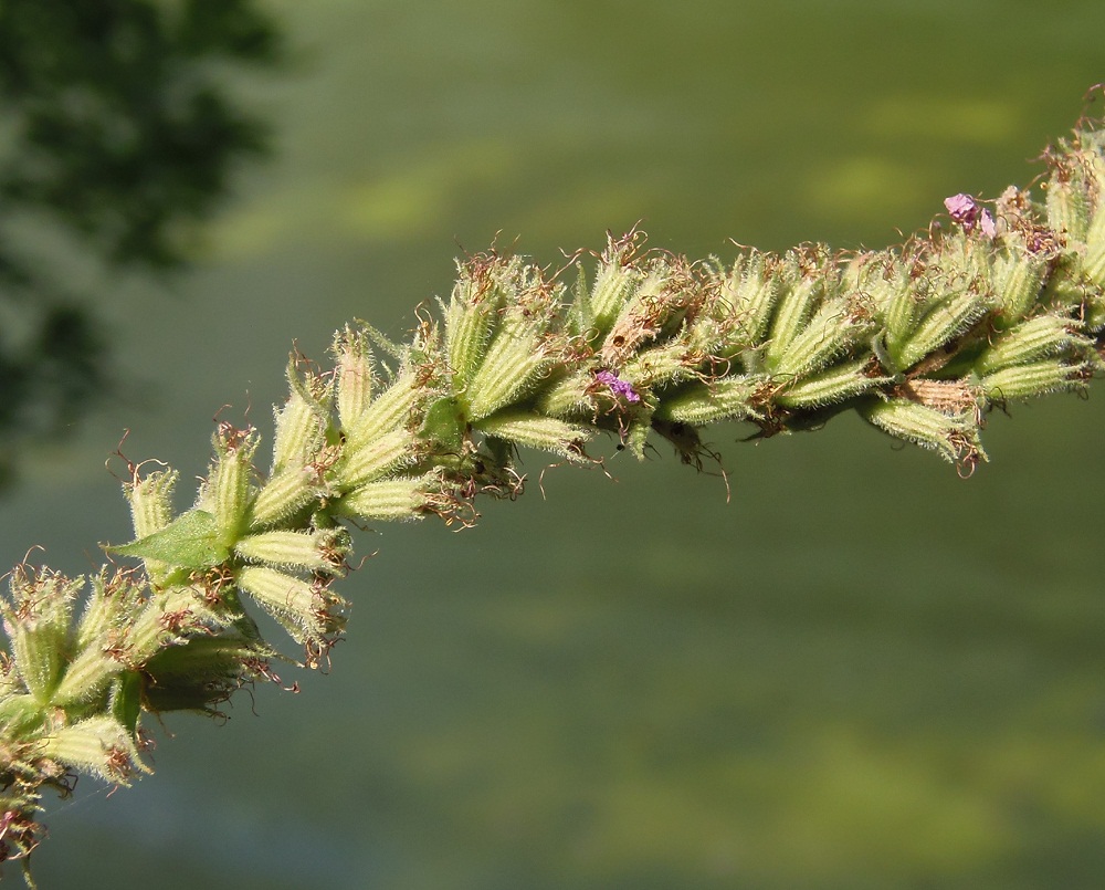 Image of Lythrum salicaria specimen.