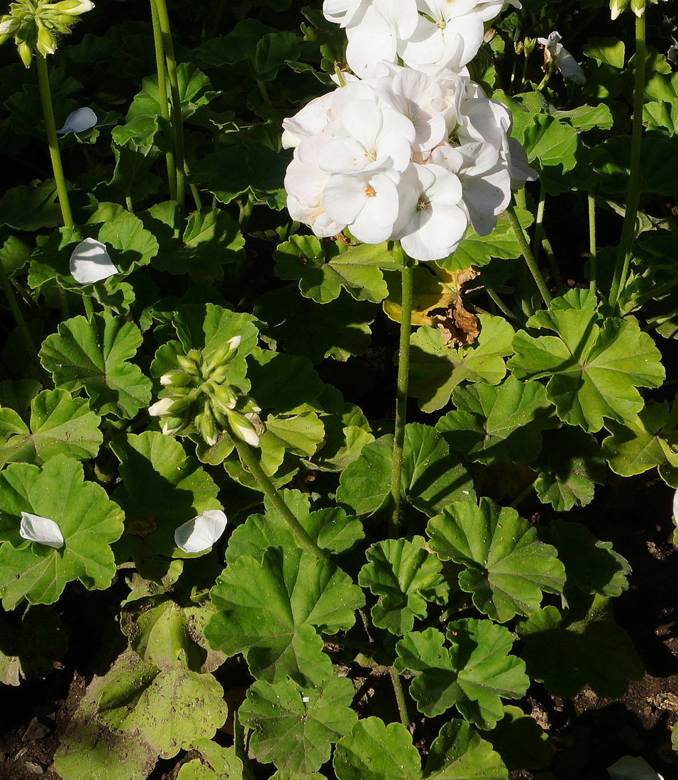 Изображение особи Pelargonium hortorum.