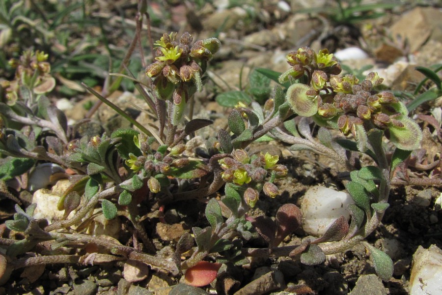 Image of Clypeola jonthlaspi specimen.