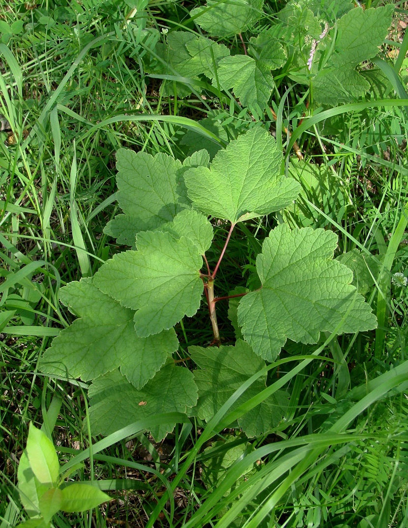 Image of Ribes spicatum specimen.