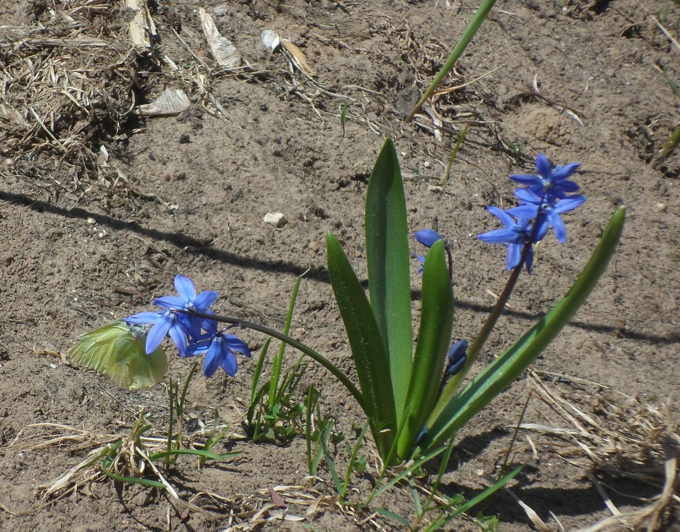 Изображение особи Scilla siberica.