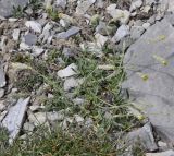 Silene subspecies graefferi