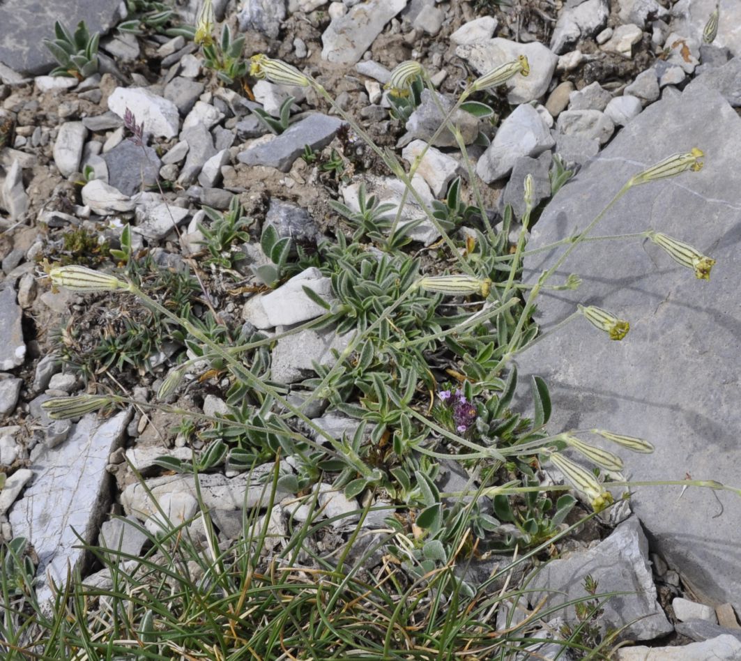 Image of Silene ciliata ssp. graefferi specimen.