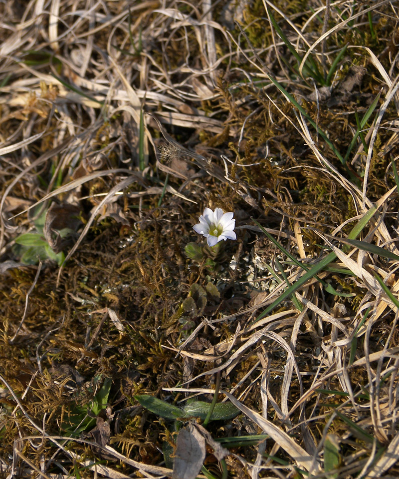 Image of Gentiana aquatica specimen.