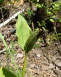 Cypripedium calceolus. Верхушка побега с созревающим плодом. Ульяновская обл., Инзенский р-н, окр. с. Первомайское, высокий облесённый склон, сосново-широколиственный лес. 5 августа 2016 г.