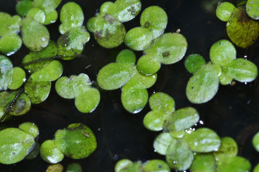 Image of genus Lemna specimen.