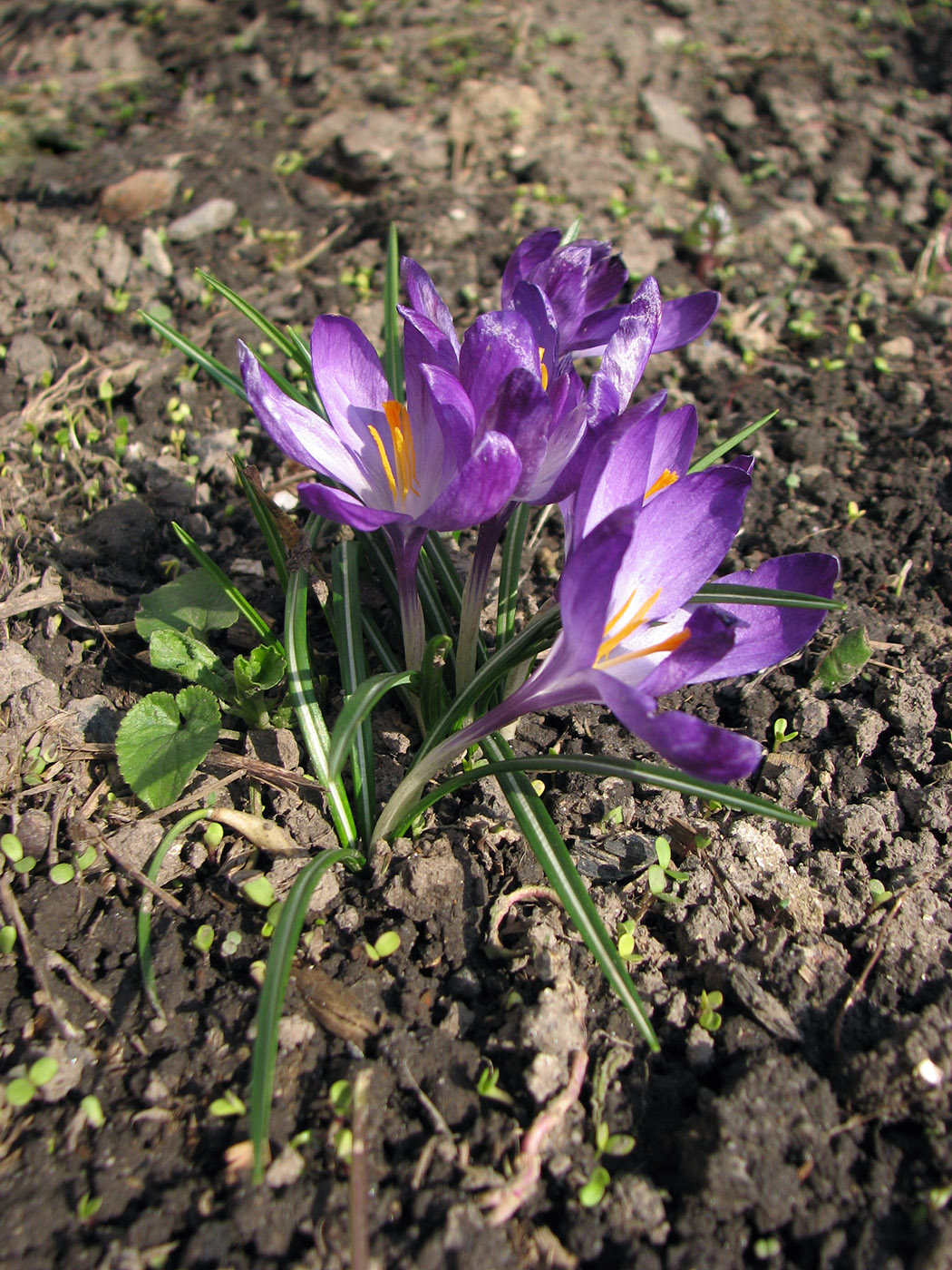 Изображение особи Crocus vernus.