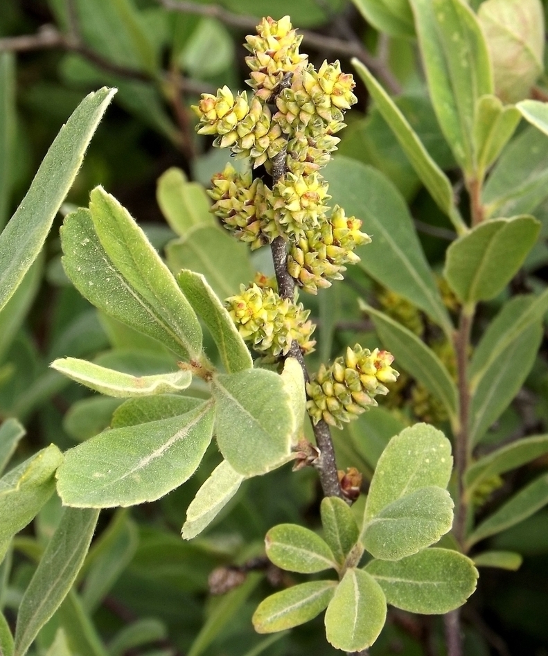 Image of Myrica tomentosa specimen.