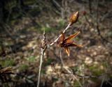 Rhododendron luteum. Ветвь с прошлогодним вскрывшимся плодом. Респ. Адыгея, Майкопский р-н, окр. пос. Гузерипль, склоны хр. Скаженный, поляна в пихтарнике. 28.03.2017.