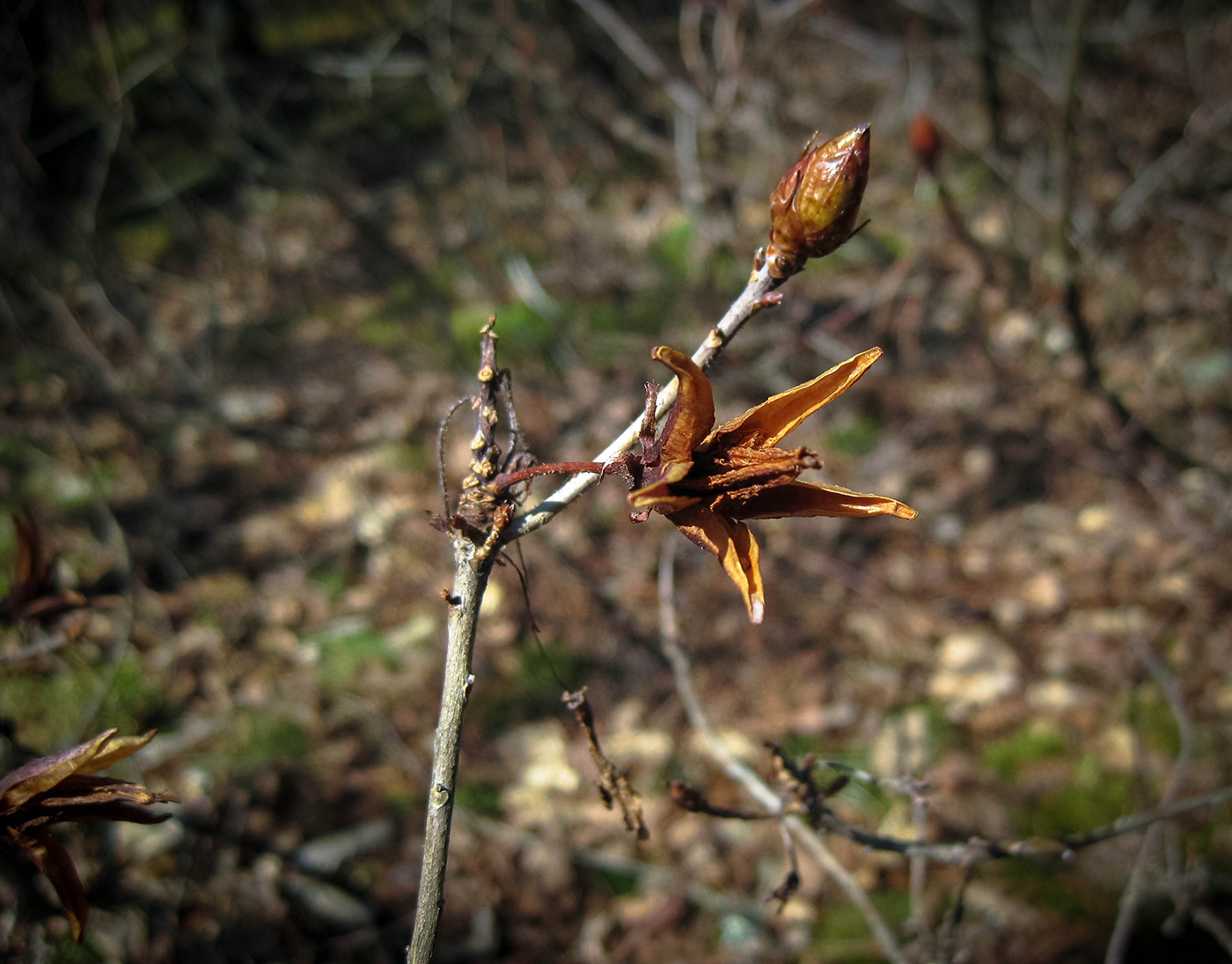 Image of Rhododendron luteum specimen.