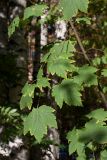 Acer glabrum