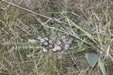 Astragalus dolichophyllus. Цветущее растение. Саратовская обл., Новоузенский р-н, урочище Куриловская тюльпанная степь. 30.04.2017.