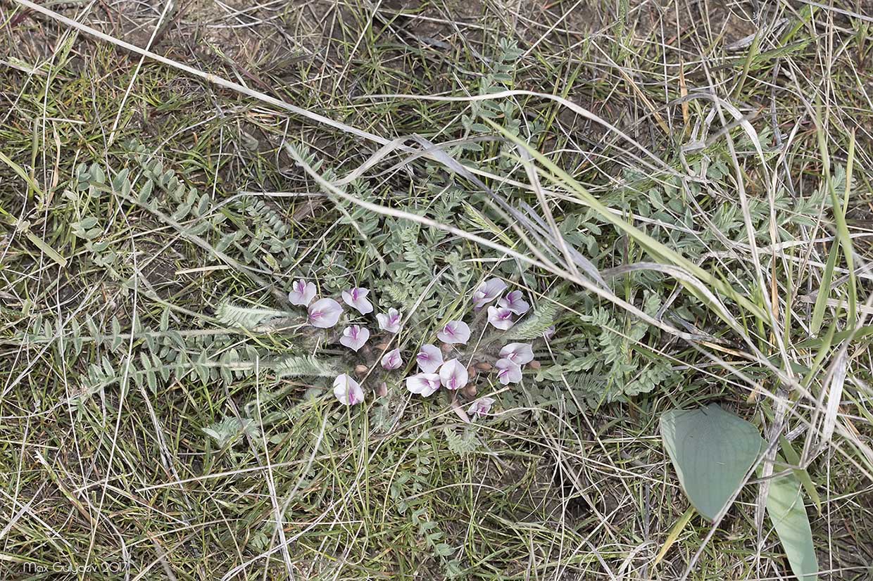 Изображение особи Astragalus dolichophyllus.