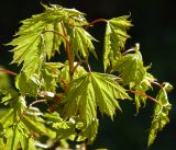 Acer platanoides. Верхушка ветви с молодыми листьями. Московская обл., Раменский р-н, окр. дер. Хрипань, садовый участок. 12.05.2017.