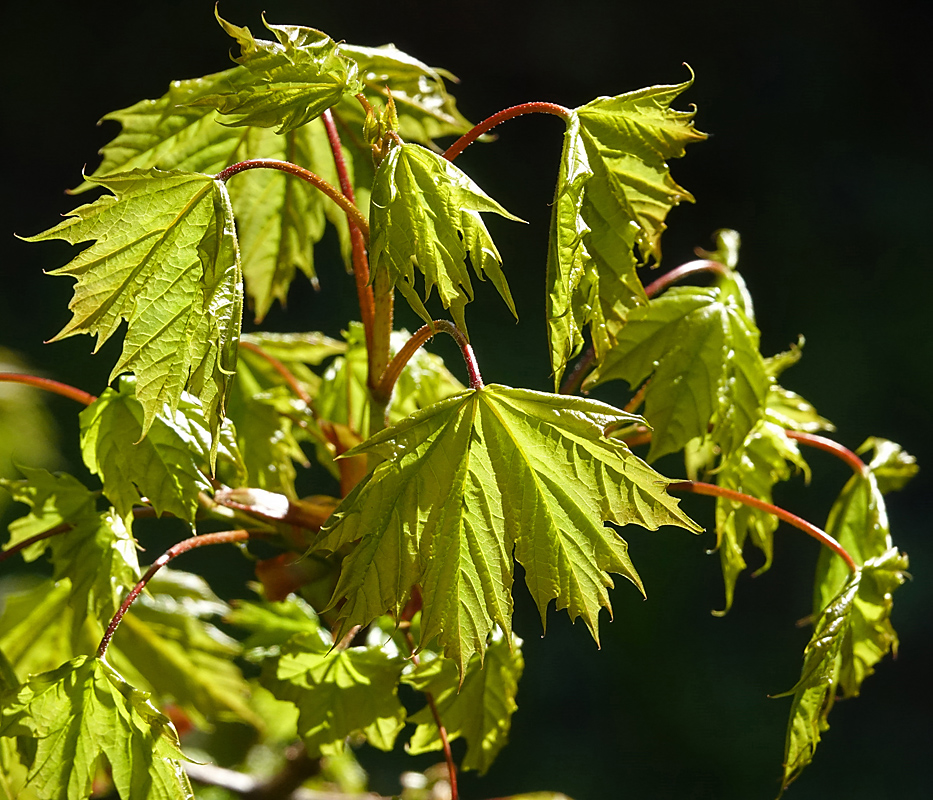 Изображение особи Acer platanoides.