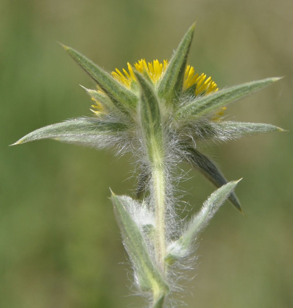 Изображение особи Pallenis spinosa.