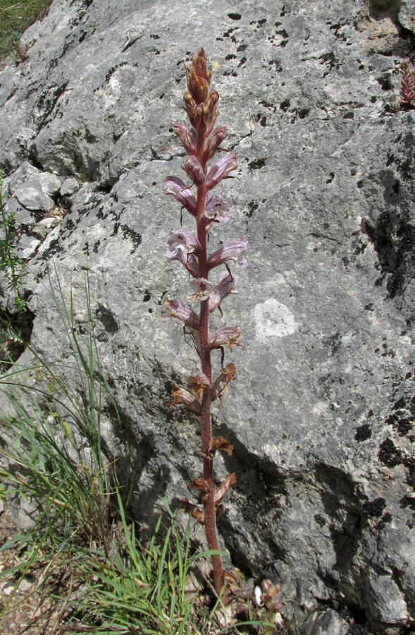 Image of Orobanche crenata specimen.